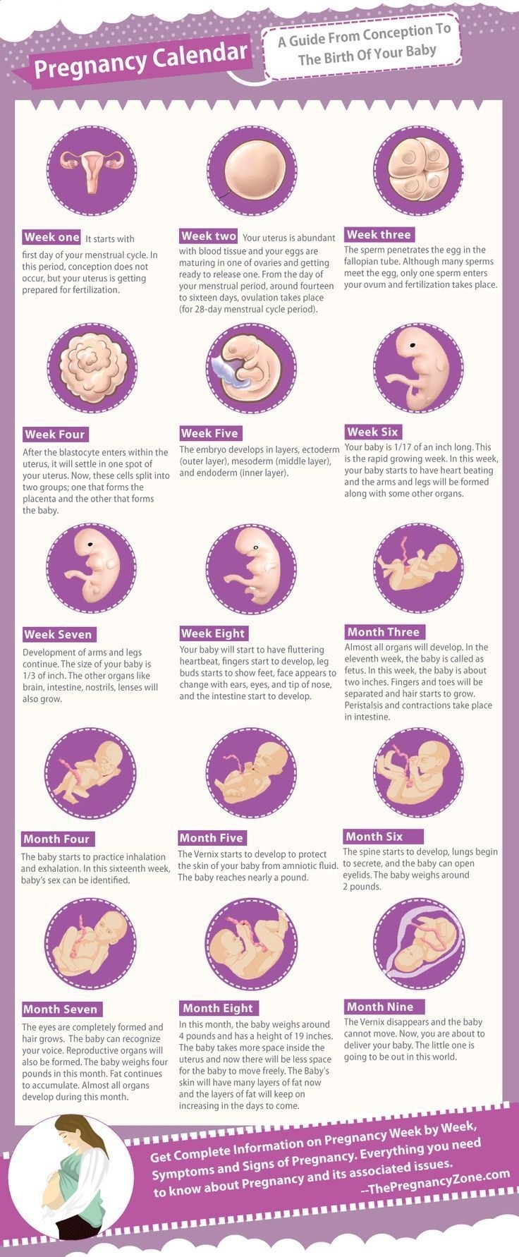 A Guide From Conception To The Birth Of Your Baby! #pregnancy  Pregnancy Timeline Week By Week