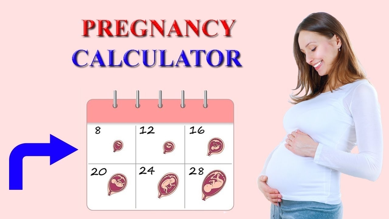 Pregnancy Calculator – Dayday Pregnancy Calendar And Normal  Pregnancy Calender Day By Day