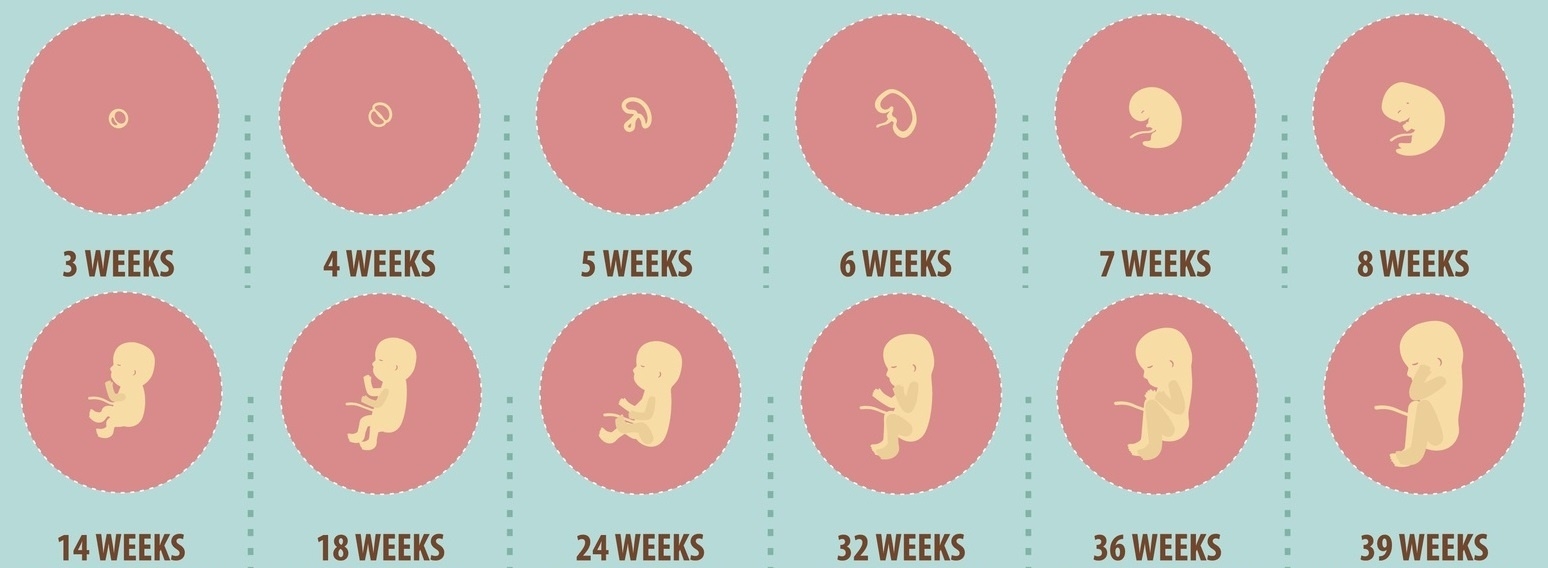 Pregnancy Tracker – Your Pregnancy Weekweek – Pregnancy Sri  Pregnancy Photos Week By Week
