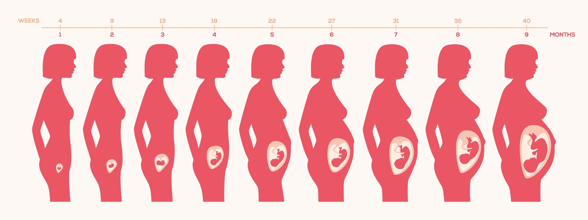 Pregnancy Weekweek: Changes In Mother, How The Baby Grows And  Pregnancy Photos Week By Week