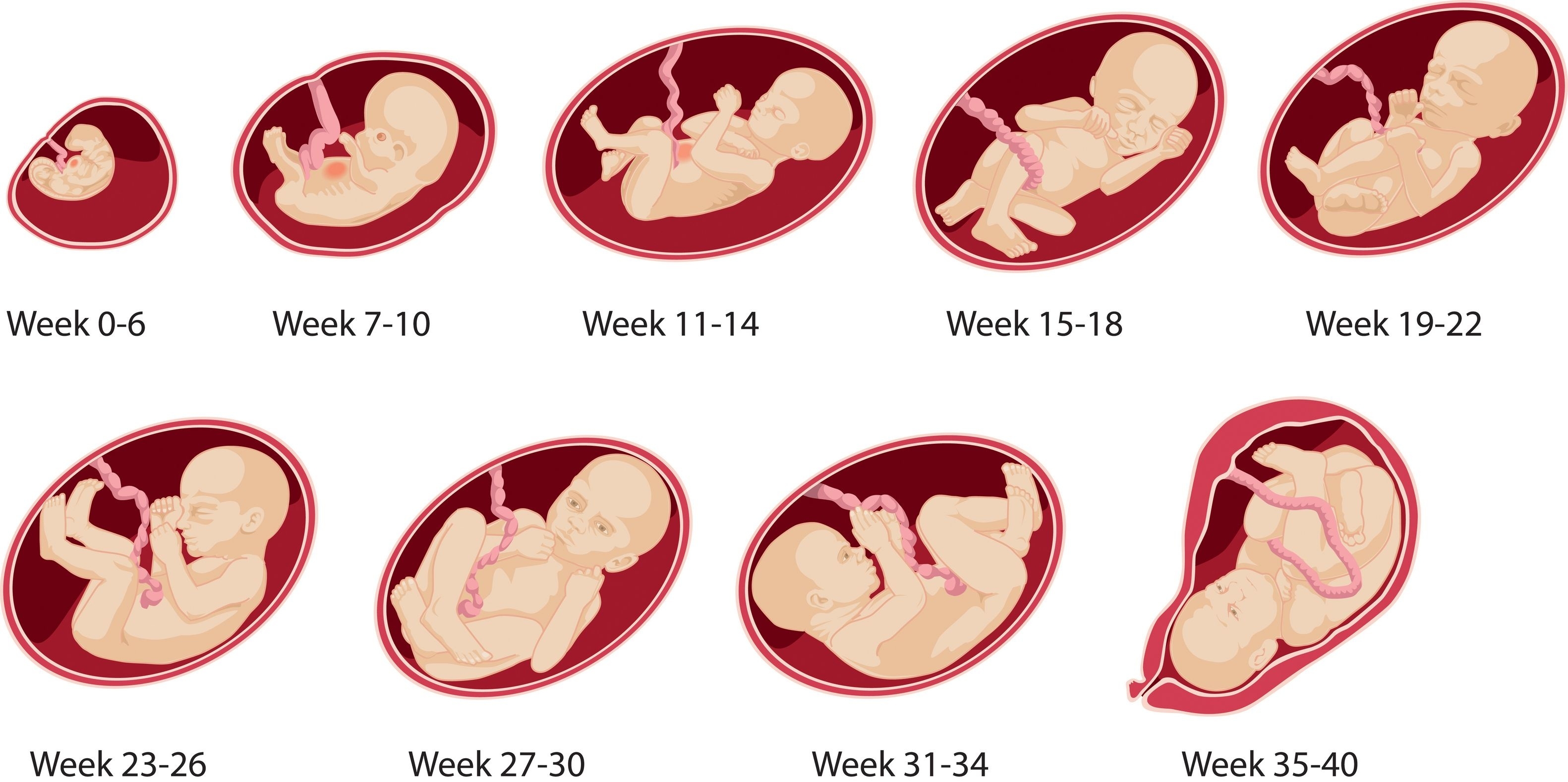 Pregnancy – Weekweek | Pregnancyformula  Pregnancy Photos Week By Week