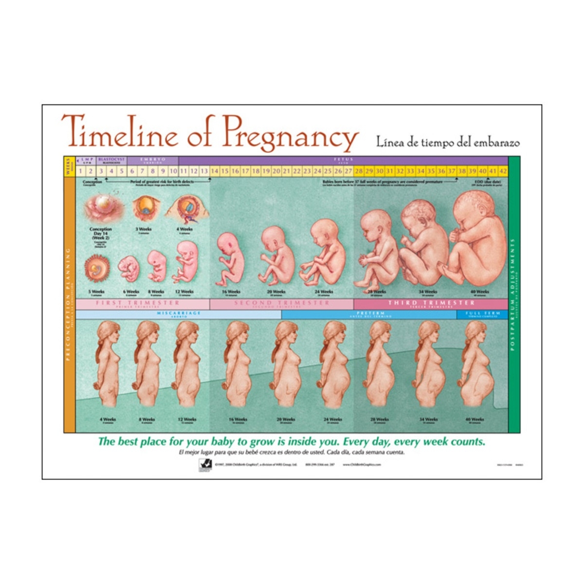 Timeline Of Pregnancy Chart – Superior Medical  Pregnancy Timeline Week By Week