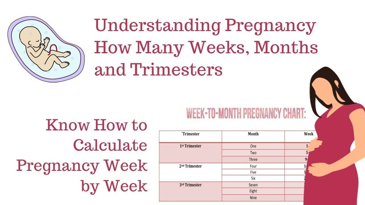 How To Calculate Your Pregnancyweeks, Months &amp; Trimesters  Pregnancy Calendar Weeks To Months