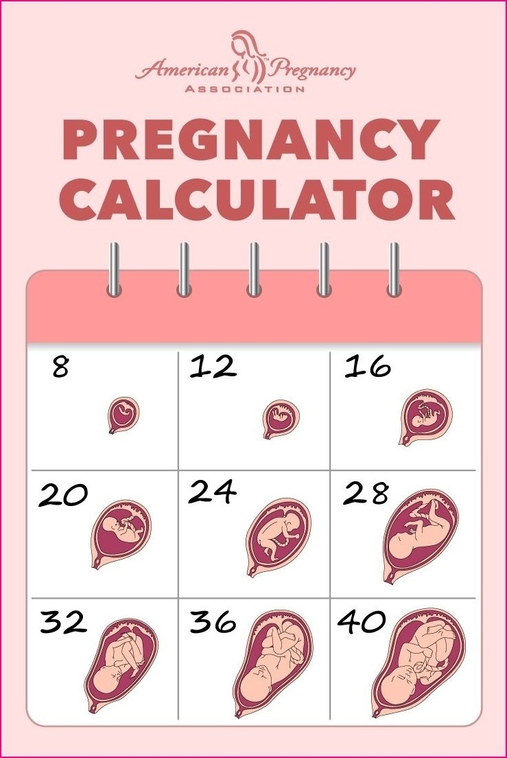 Pregnancy Calendar And Pregnancy Calculator | Womens Health Clinic  Weekly Pregnancy Calendar Week By Week Pregnancy Calendar