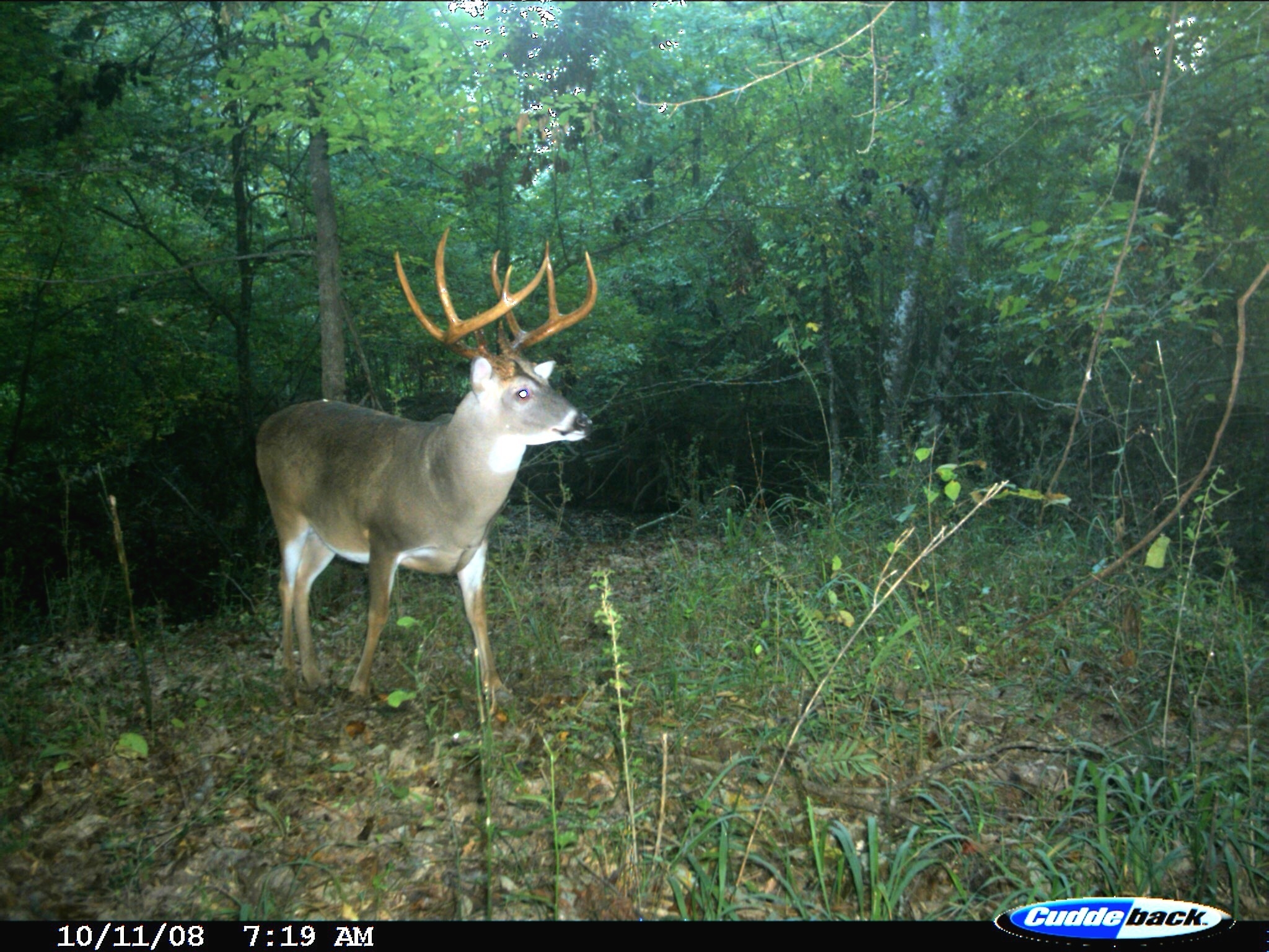 Exclusive: Peak 2016 Rut Forecast For Southern Deer Hunters -  Georgia Deer Rut Season