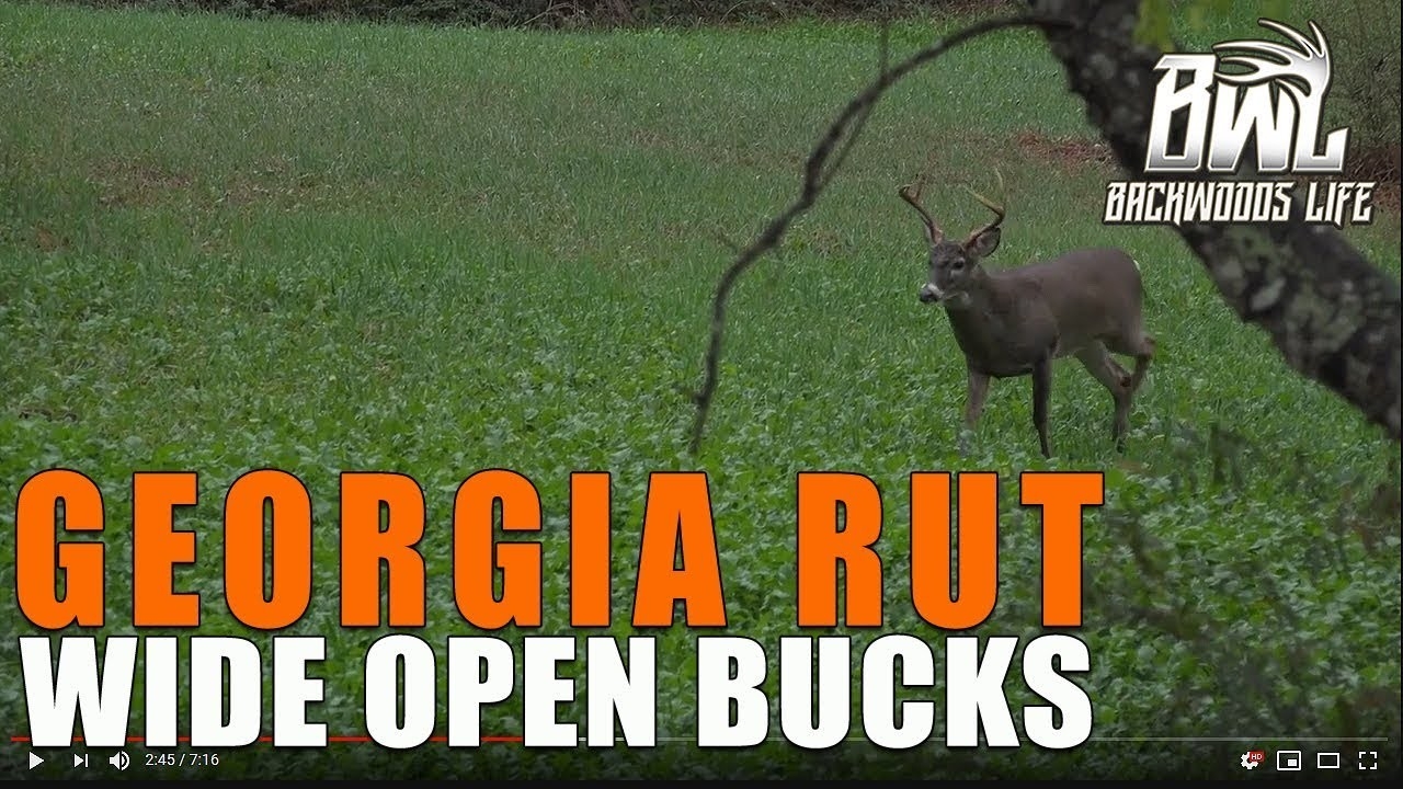 Georgia Rut Buck - Buck Daze Hunt  Georgia Rut