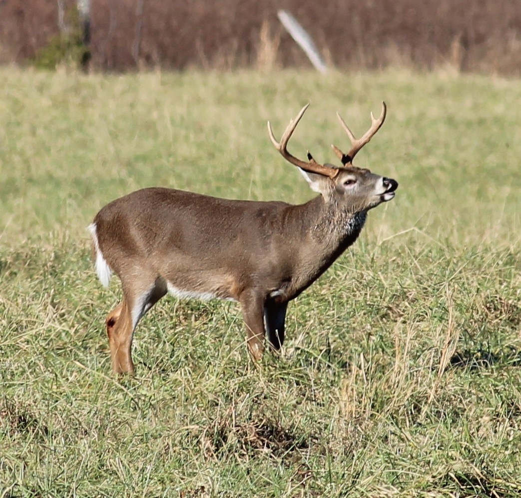 Georgia&#039;s Archery Deer Hunting Season Opens Saturday, Sept  2020 Georgia Whitetail Rut Map