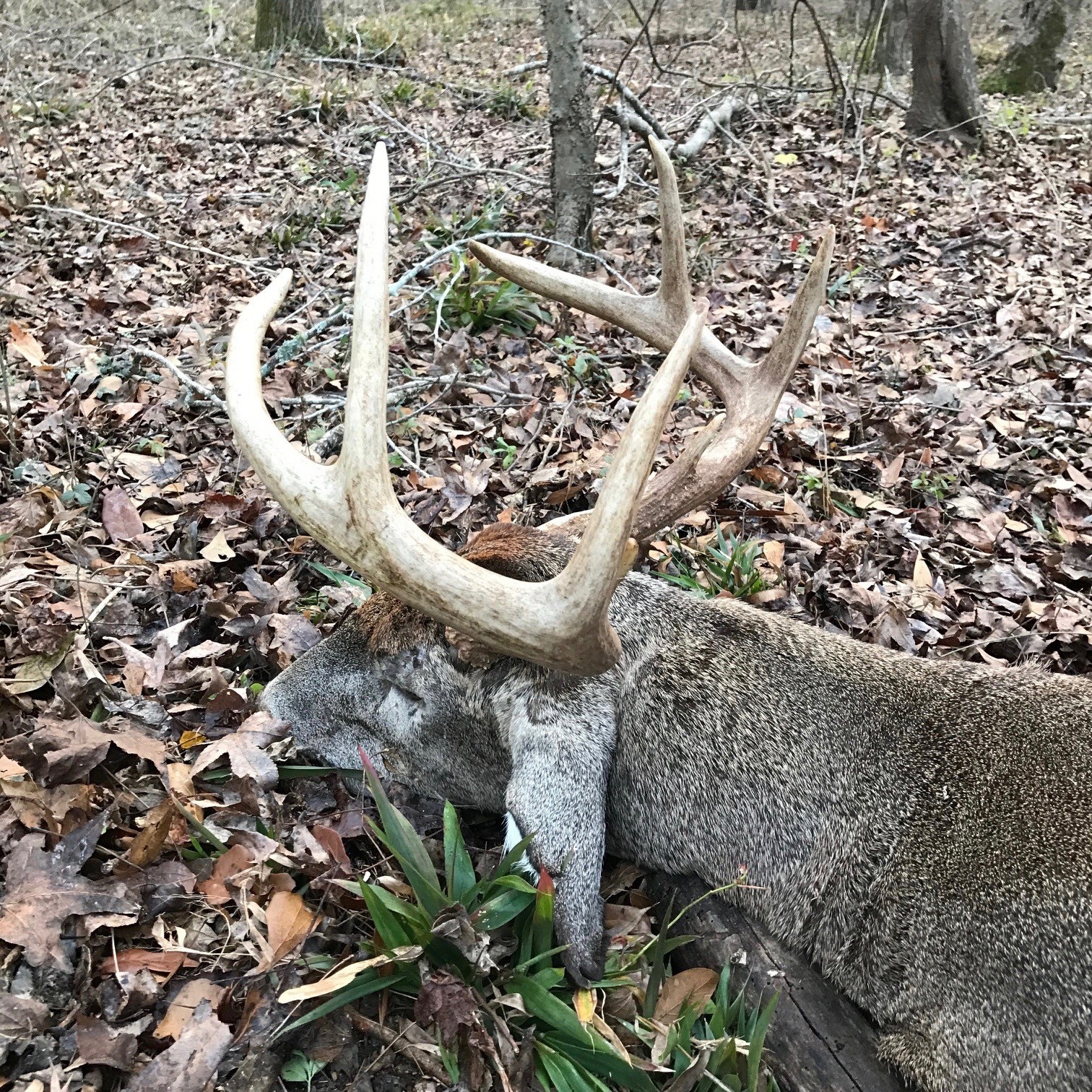Truck Buck  Whitetail Deer Rut In Georgia 2020