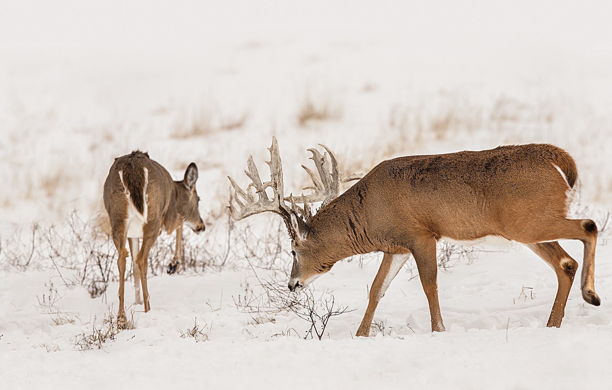 Whitetail Deer Rut 2019 - 97 Matching Articles | Field And  Ga Deer Rut Dates 20019