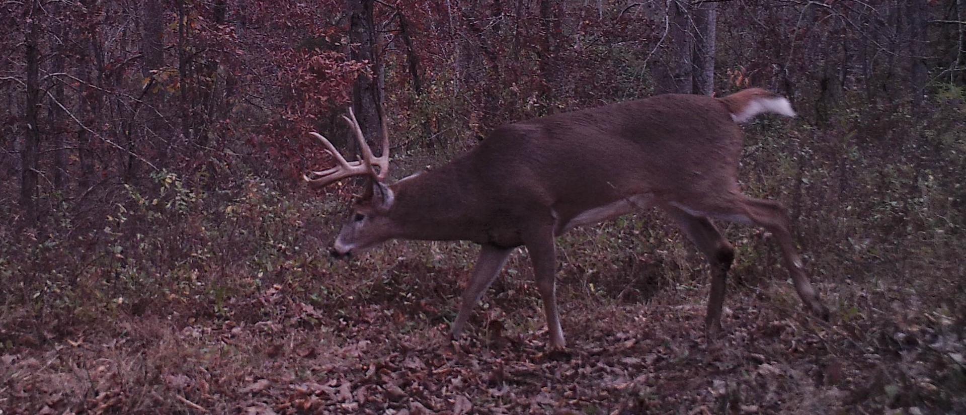 2016 Rut Predictions – Could It Be Another Late  2020 Rut Predictions For Every Theory