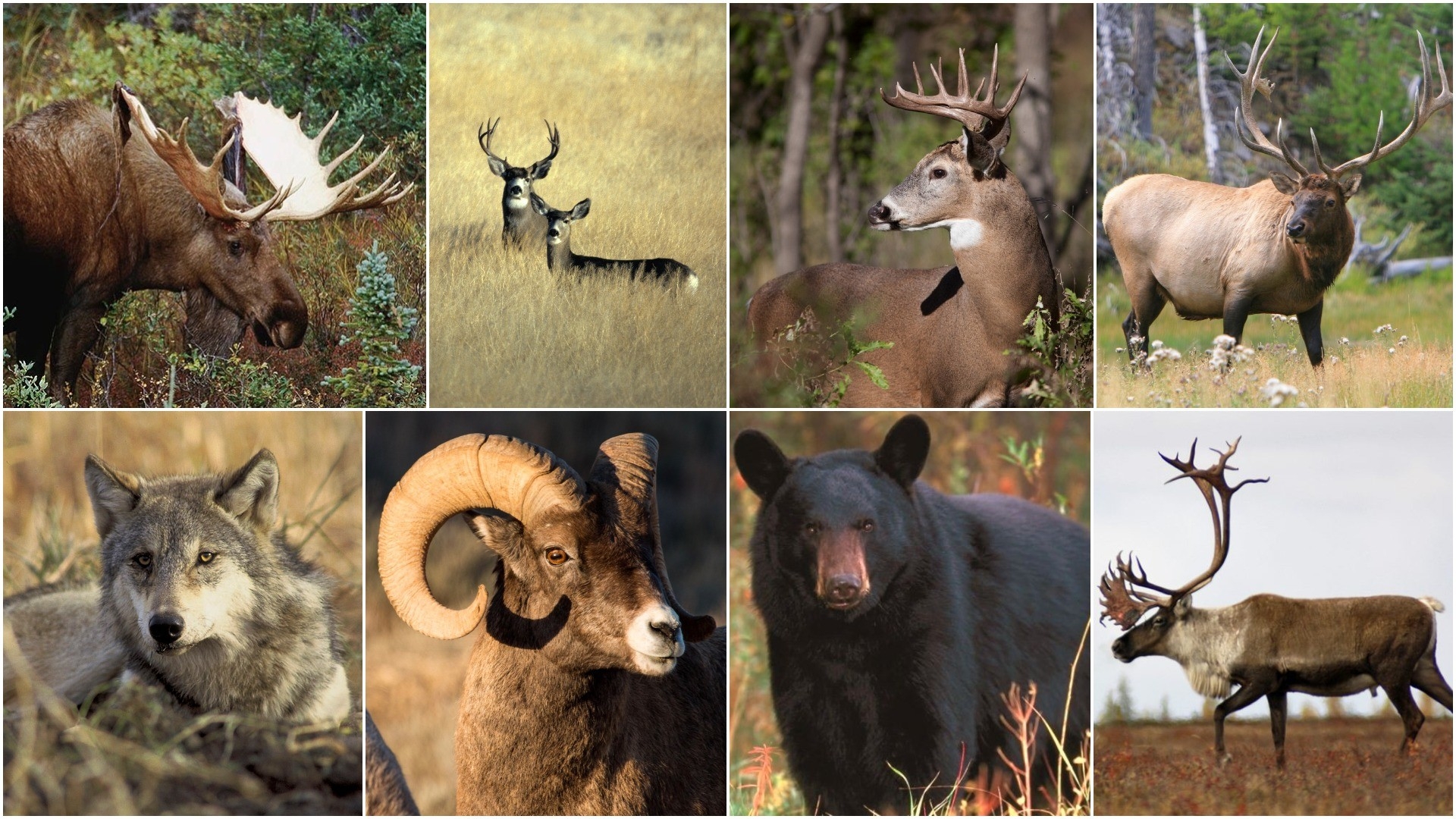 2018 Canadian Hunting Forecast: Top Spots For Deer, Moose  2020 Deer Season Forecast