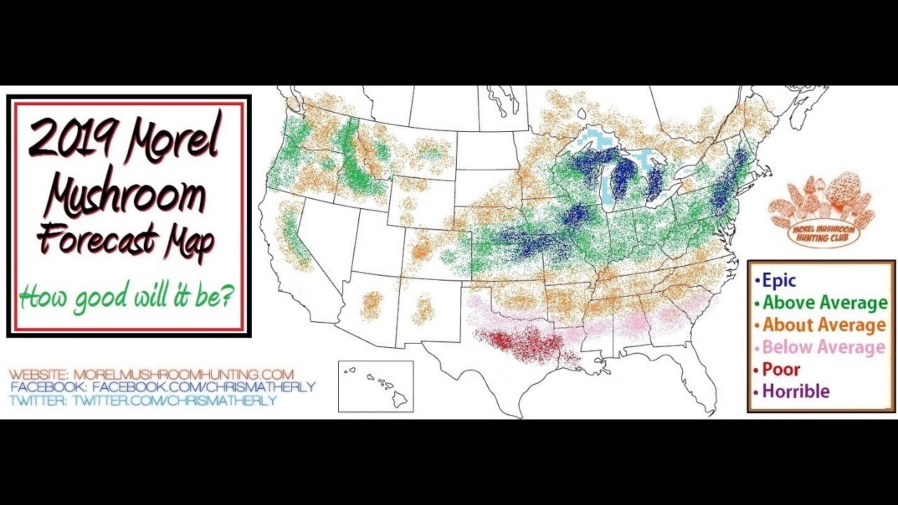 2019 Video Morel Mushroom Forecast And Current Findschris Matherly  Georgia Deer Forecast