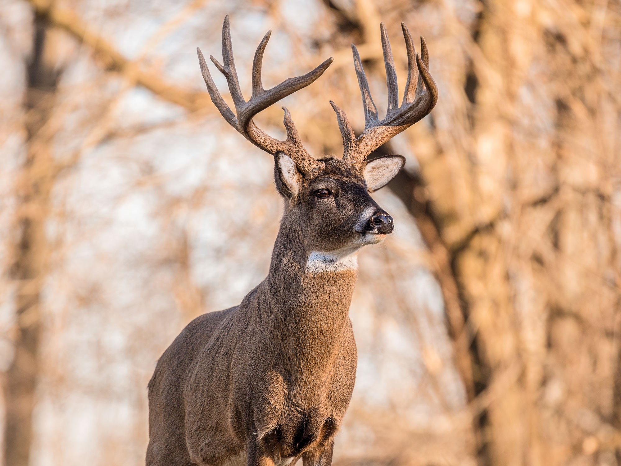 2019 Whitetail Kansas Rut - 51 Matching Articles | Field And  2020 White Tale Deer Rut Predictions
