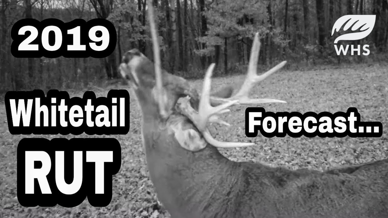 2019 Whitetail Rut Forecast And Tools Of The Rut  Md 2020 Deer Rut Predictions