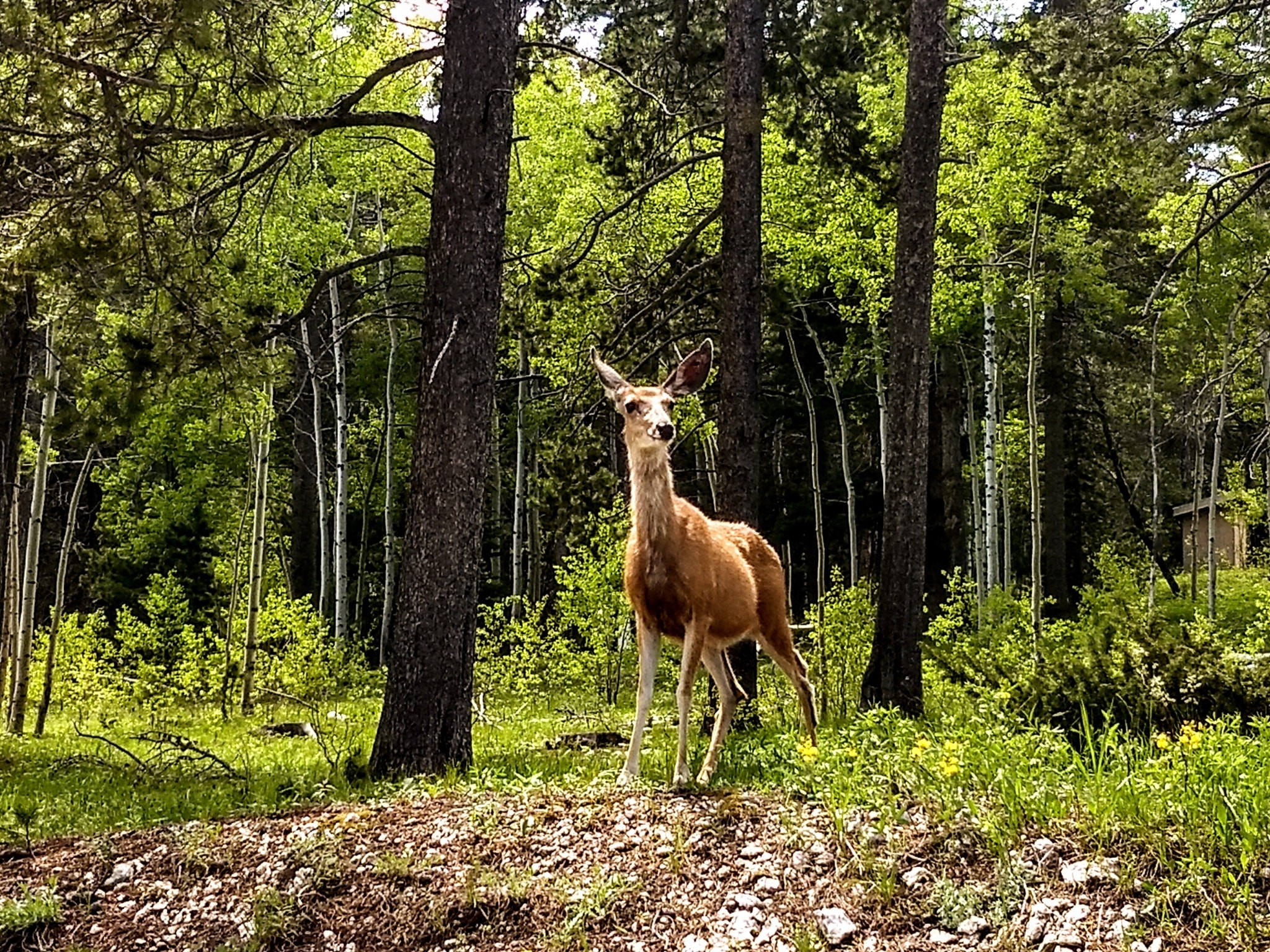 Elk Hunting Outlook Good, Deer Hunting &#039;mixed Bag,&#039; Says G&amp;f  2020 Deer Season Forecast