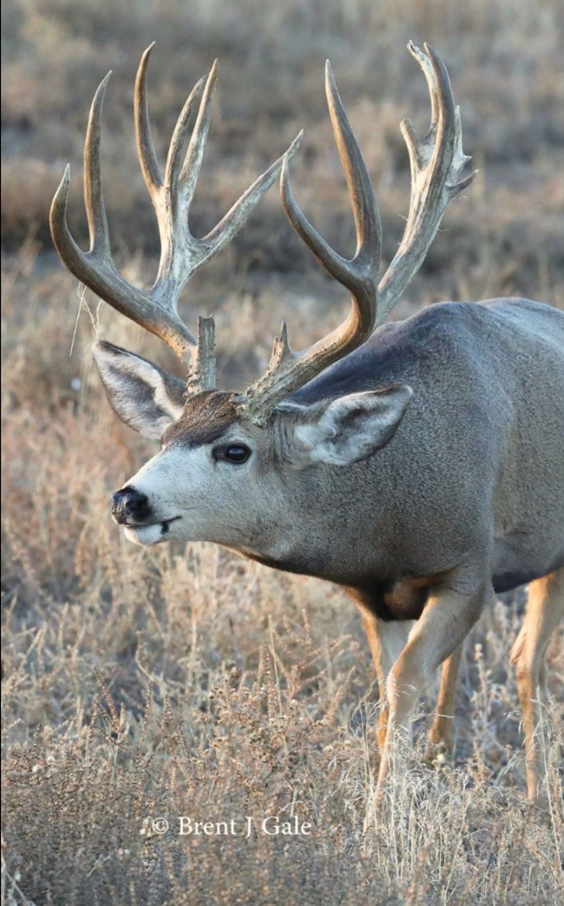 Handsome Mule Deer Buck During Rut. In 2020 (With Images  Deer Rut 2020