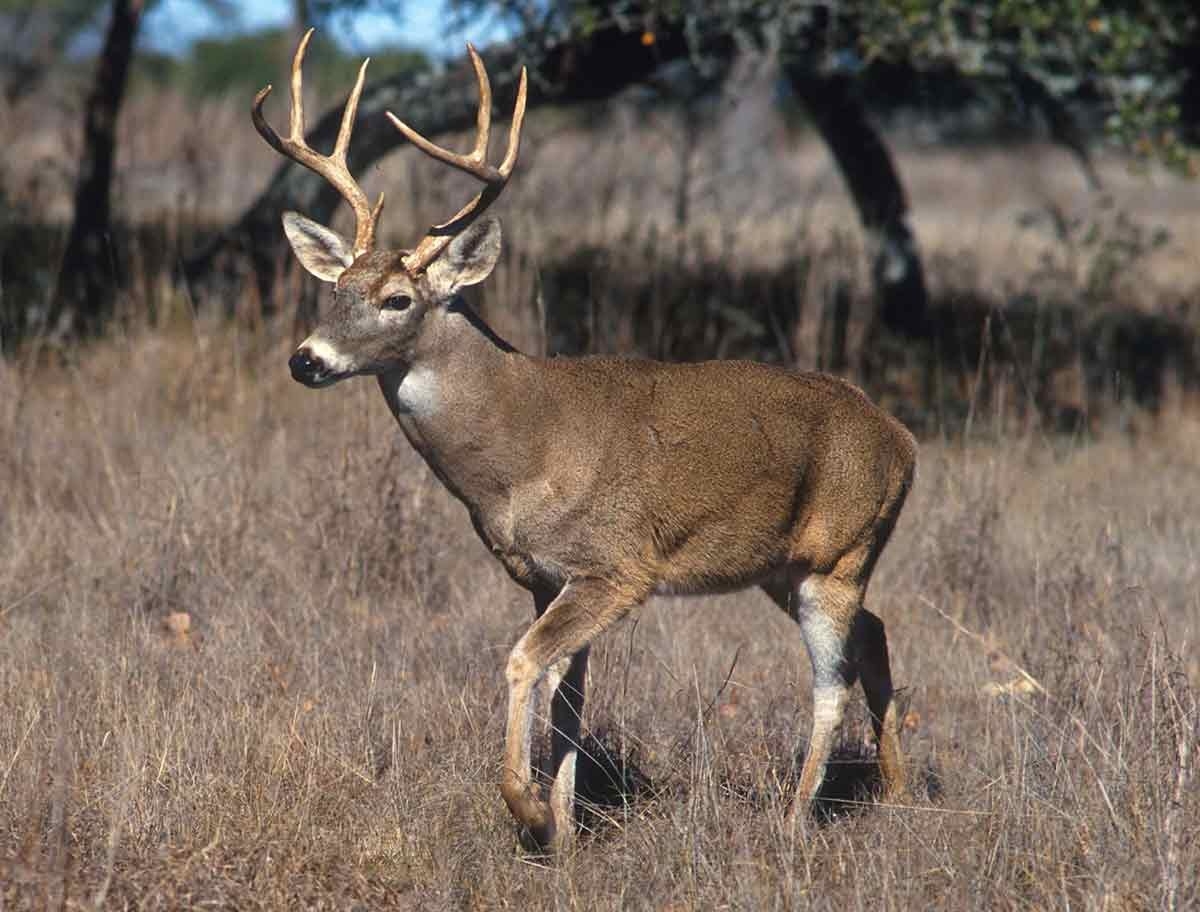 The Whitetail Rut Peaks The Same Time, Year After Year  Md 2020 Deer Rut Predictions