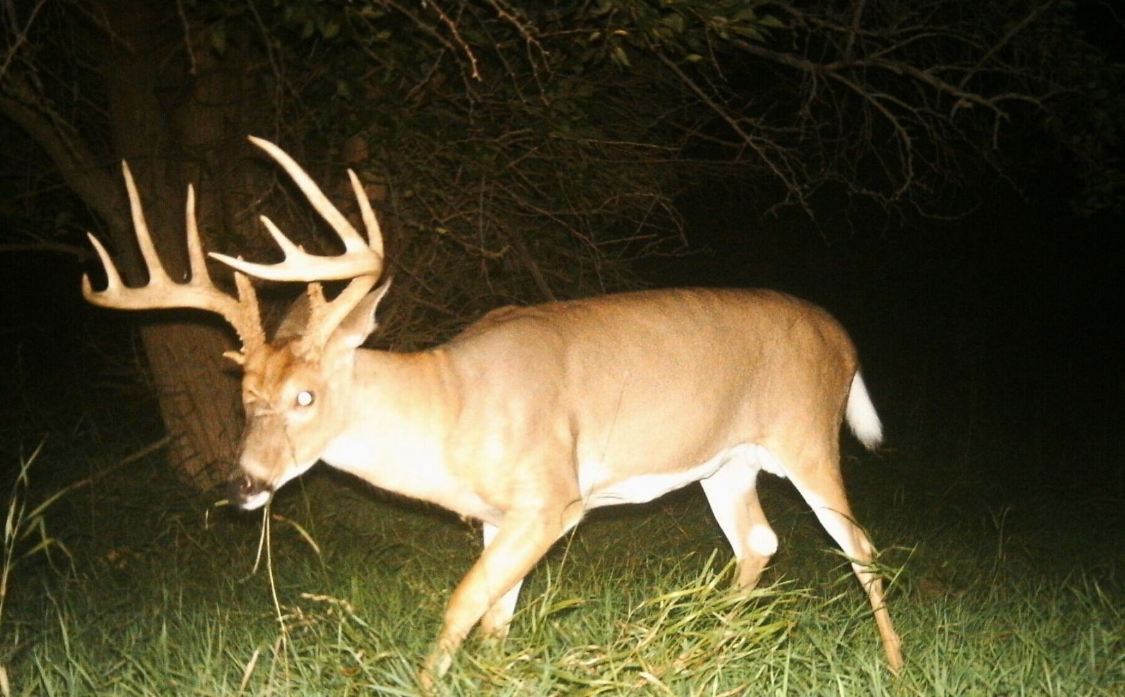 Traditional Whitetail Rut Timing | Whitetail Habitat Solutions  2020 Deer Hunting Forecast