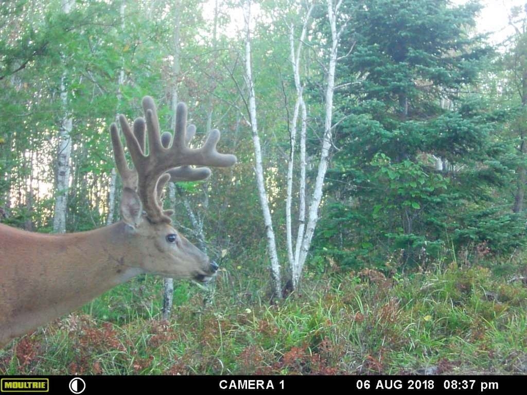 Whitetail Deer Hunting In Rut, 2020  Rut For 2020