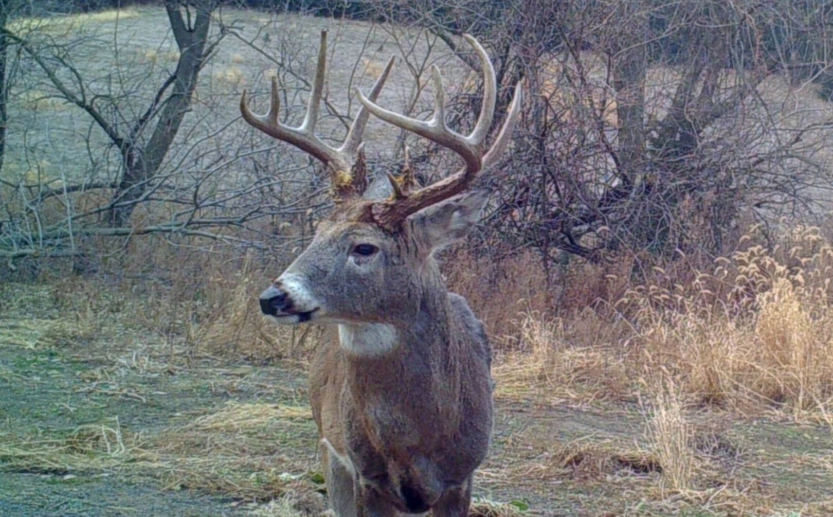 2018 Whitetail Rut Forecast And Hunting Guide | Whitetail  North Kansas Deer Rut Season