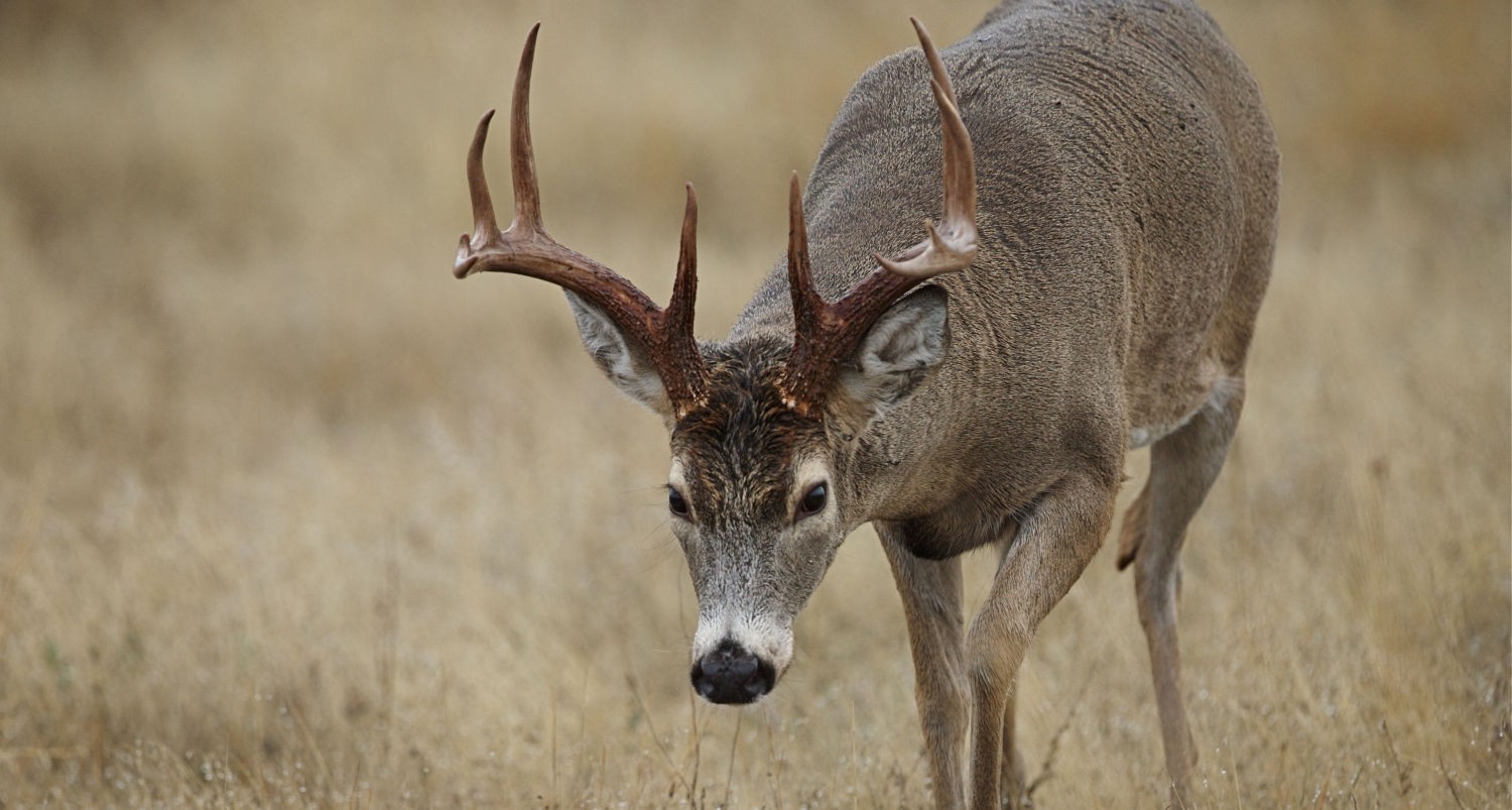 2020 Deer Season Dates | Kansas, Iowa, Texas Deer Season Dates  Kansas Whitetail 2021 Rut