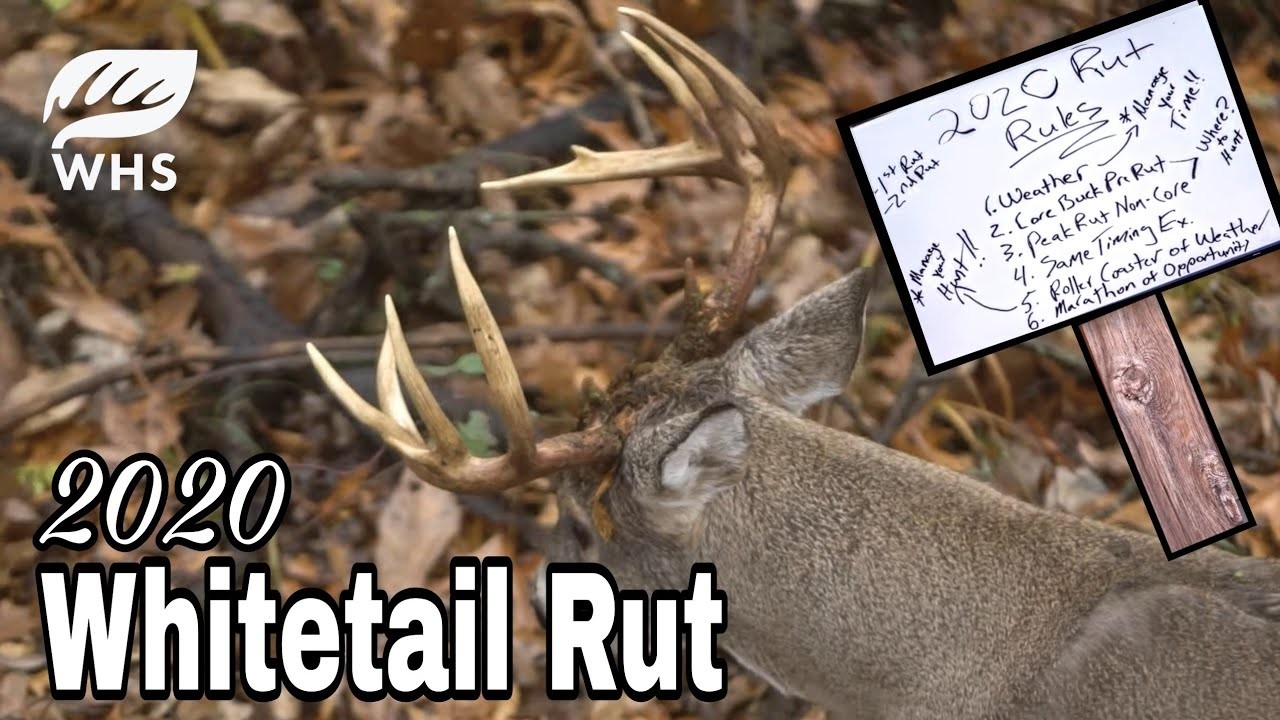 2020 Whitetail Rut Forecast | Rut Rules  Rut In Nj