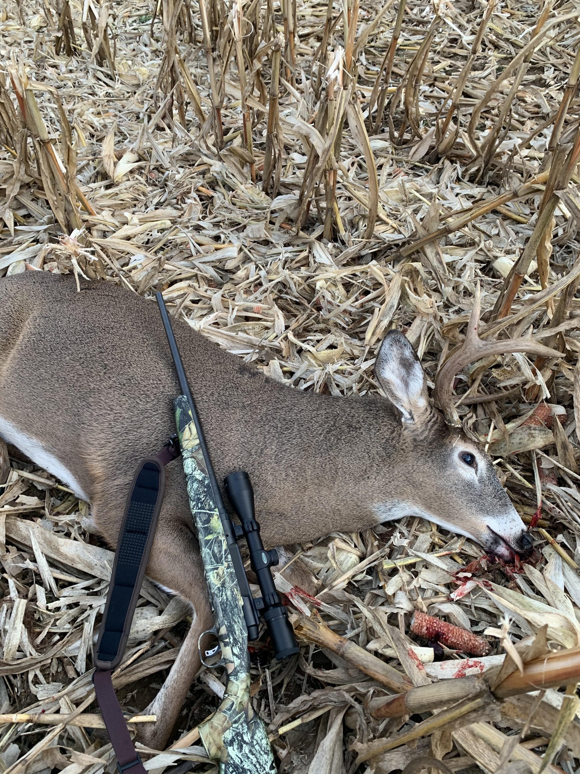 8 Point Buck In Full Rut Taken In Upstate Ny : Hunting  Deer Rut Nys