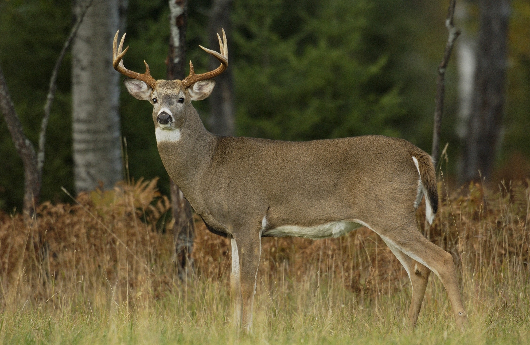 Above Average&#039; Deer Hunting Season Expected In Texas, Tpwd  2021 Michigan Deer Rut