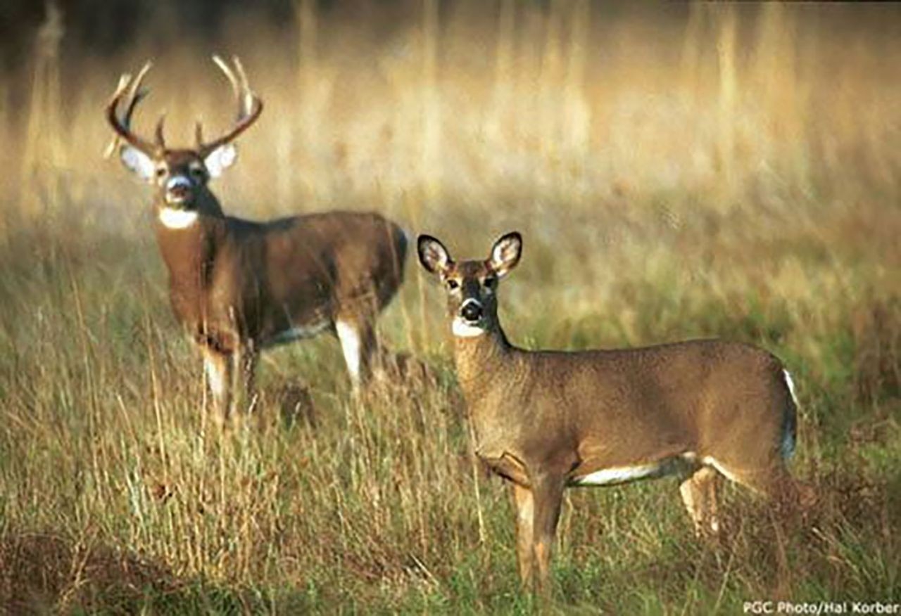 Biggest Changes In Decades Await Pennsylvania Deer Hunters  2021 Pa Deer Season Forecast