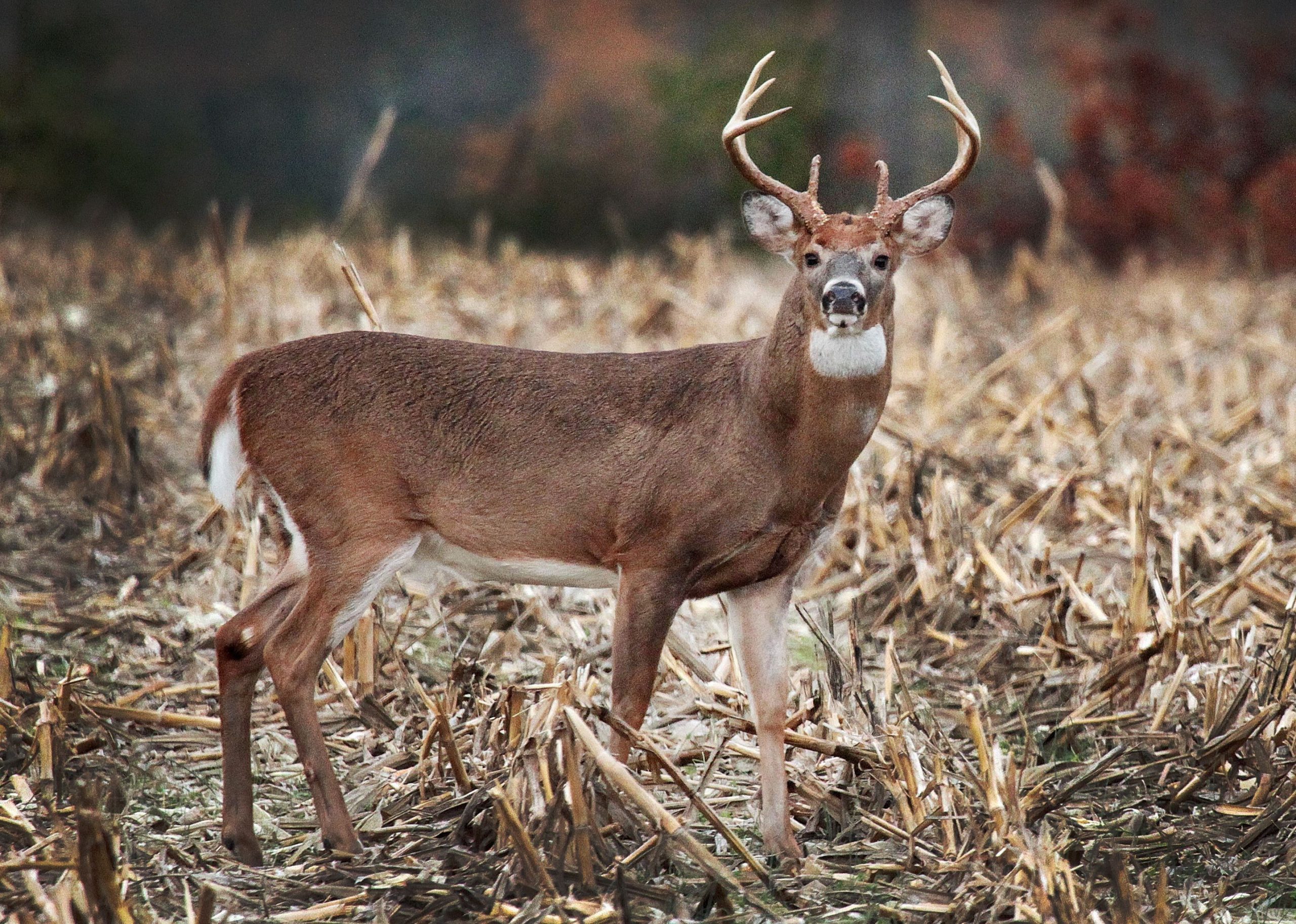 Biggest Changes In Decades Await Pennsylvania Deer Hunters  2021 Pa Deer Season Forecast