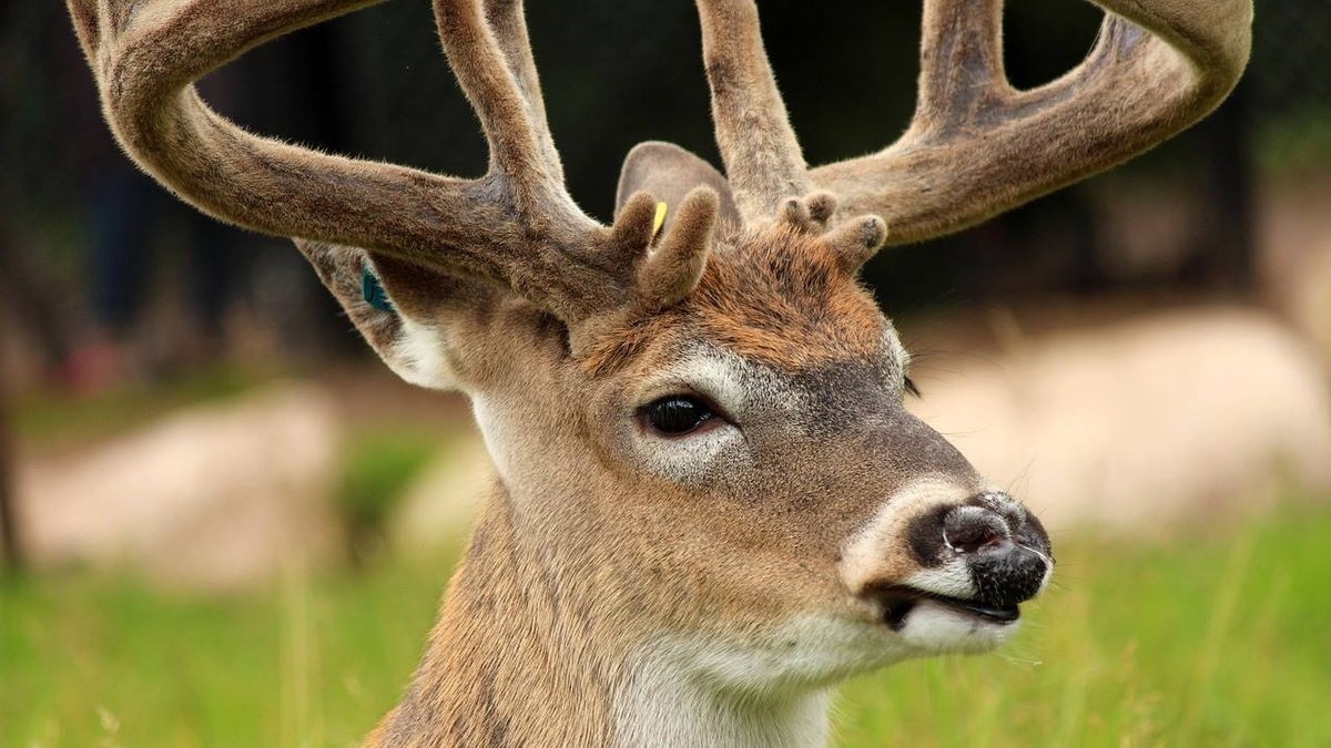 Deer Crashes Through Window At Tennessee Hospital; 3 Hurt  2021 Tennessee Whitetail Deer Rut Dates