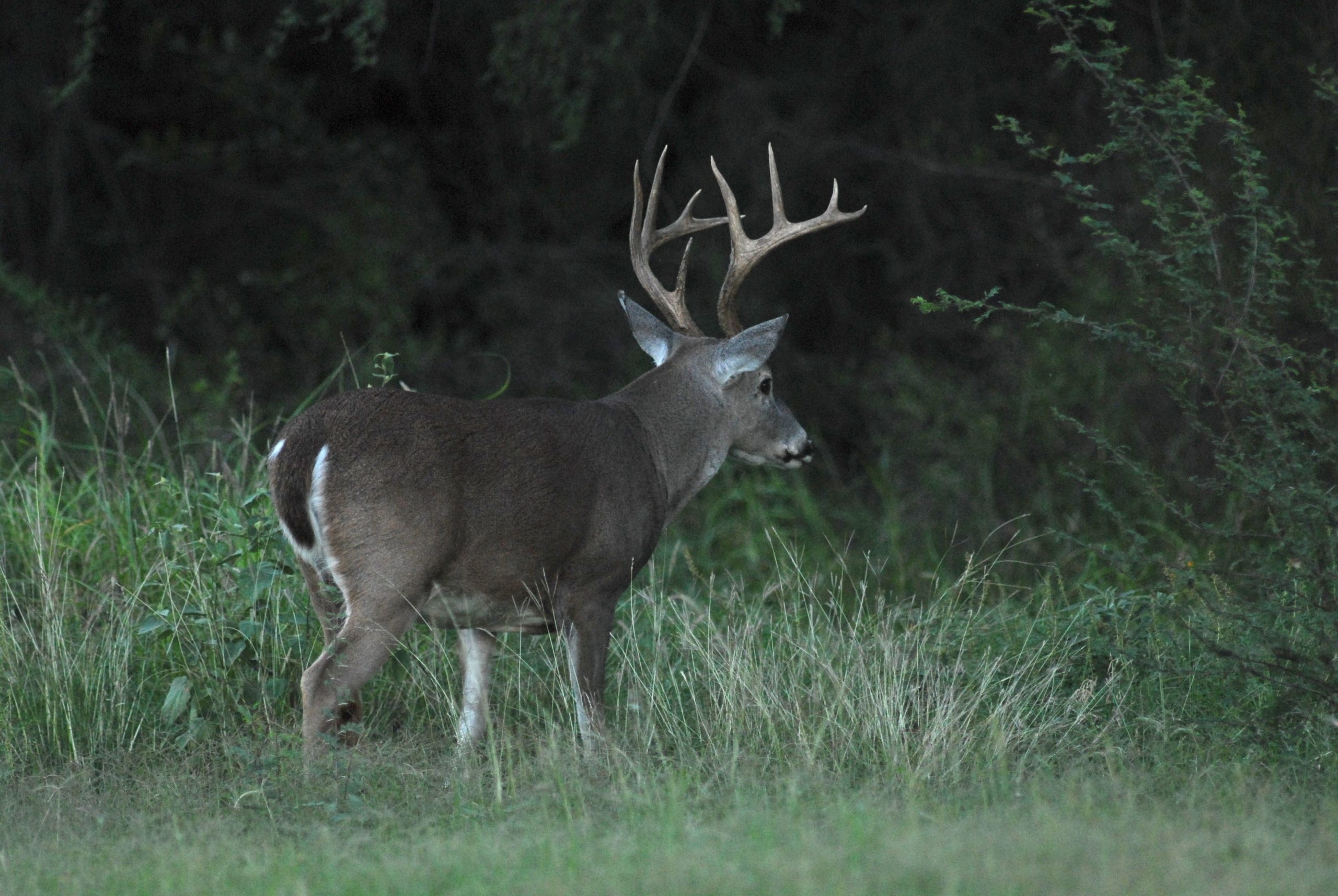 Deer Season In Texas Looks Like It&#039;S Going To Be A Good One  Kansas Deer Rut 2021