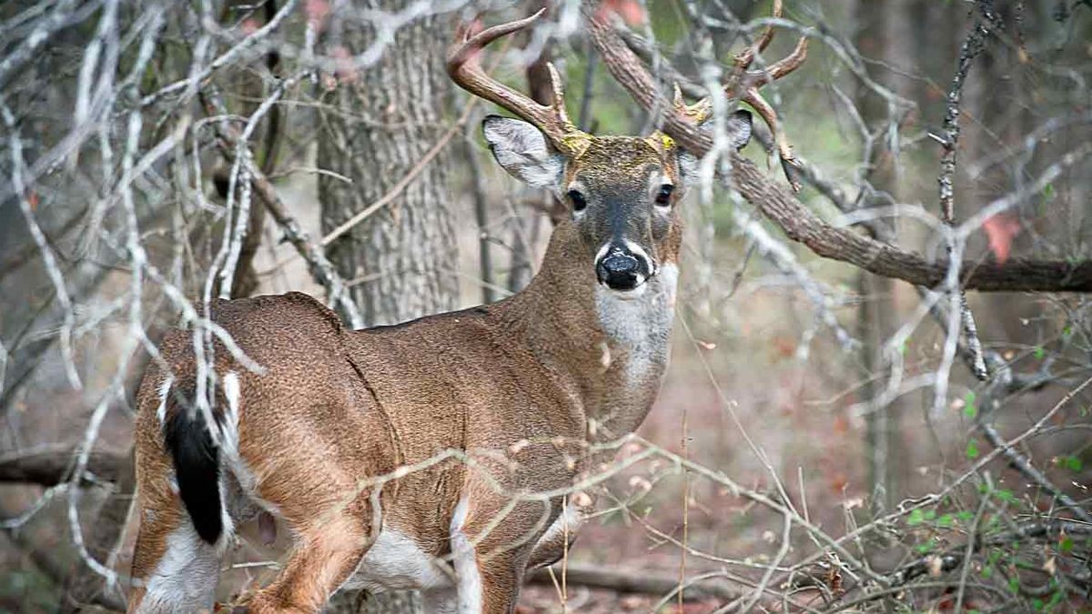 Deer Season Opens Saturday In Texas  Texas Deer Rut Dates