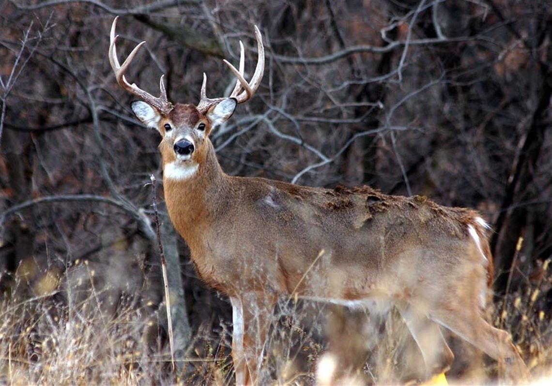 Everything Changes In Late-Season Deer Hunting | Pittsburgh  When Is The Rut Season For Deer In Pa
