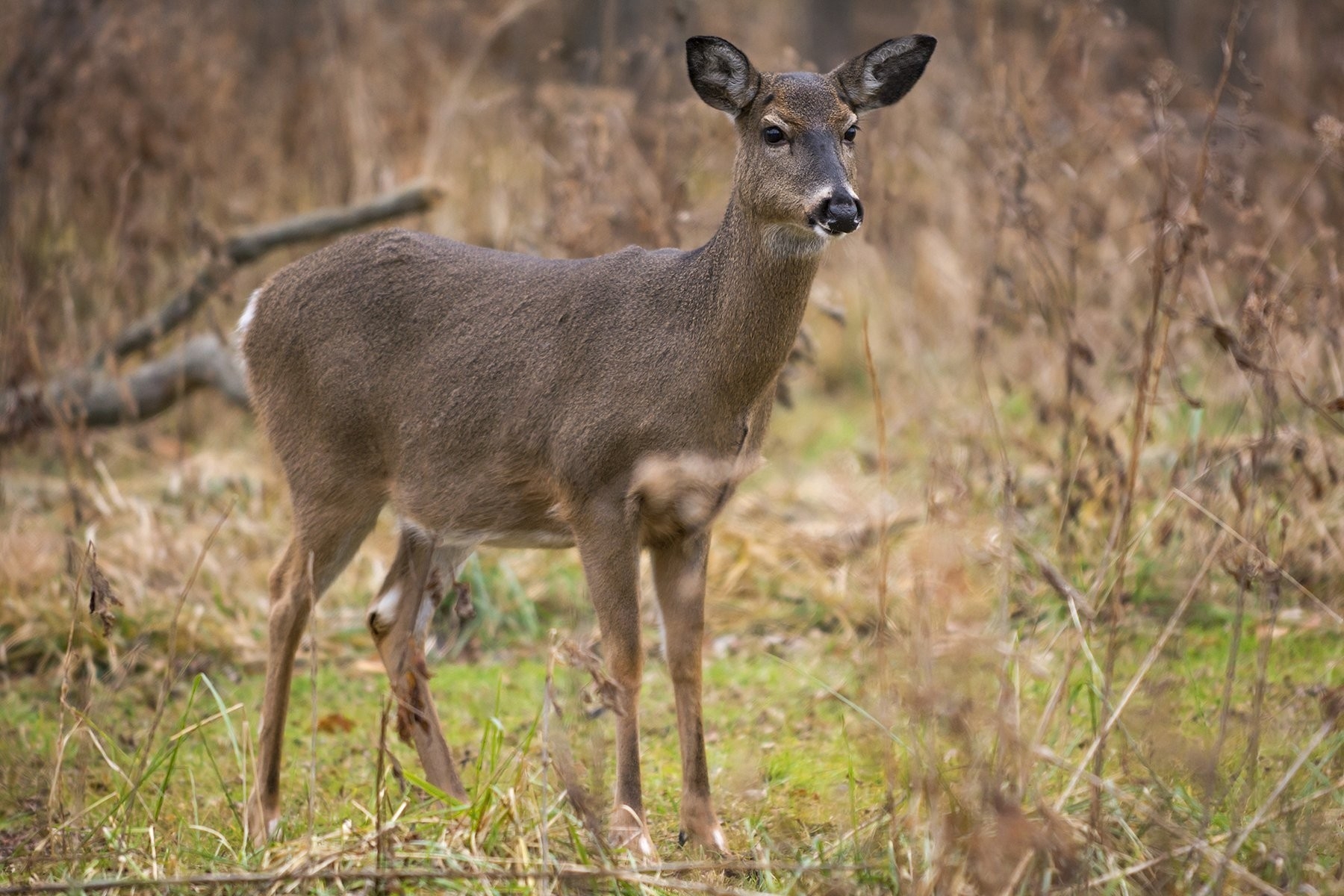 Experts: Reasons Why Upstate Ny Deer Hunting Is Off To A  Deer Rut Nys