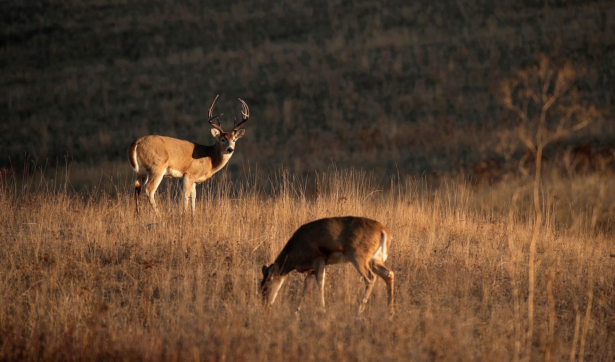 How To Hunt The Phases Of The Rut | Deer Hunting | Realtree Camo  Kansas Deer Rut Dates