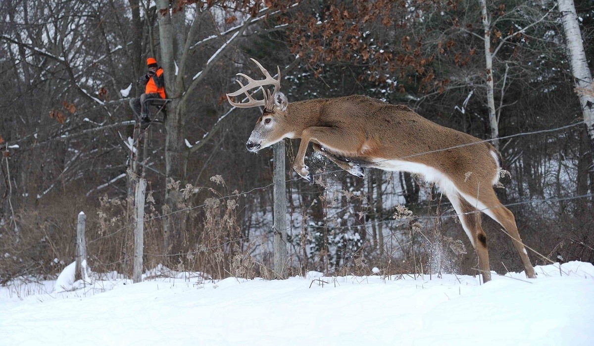 Deer Rut Nys Template Calendar Design