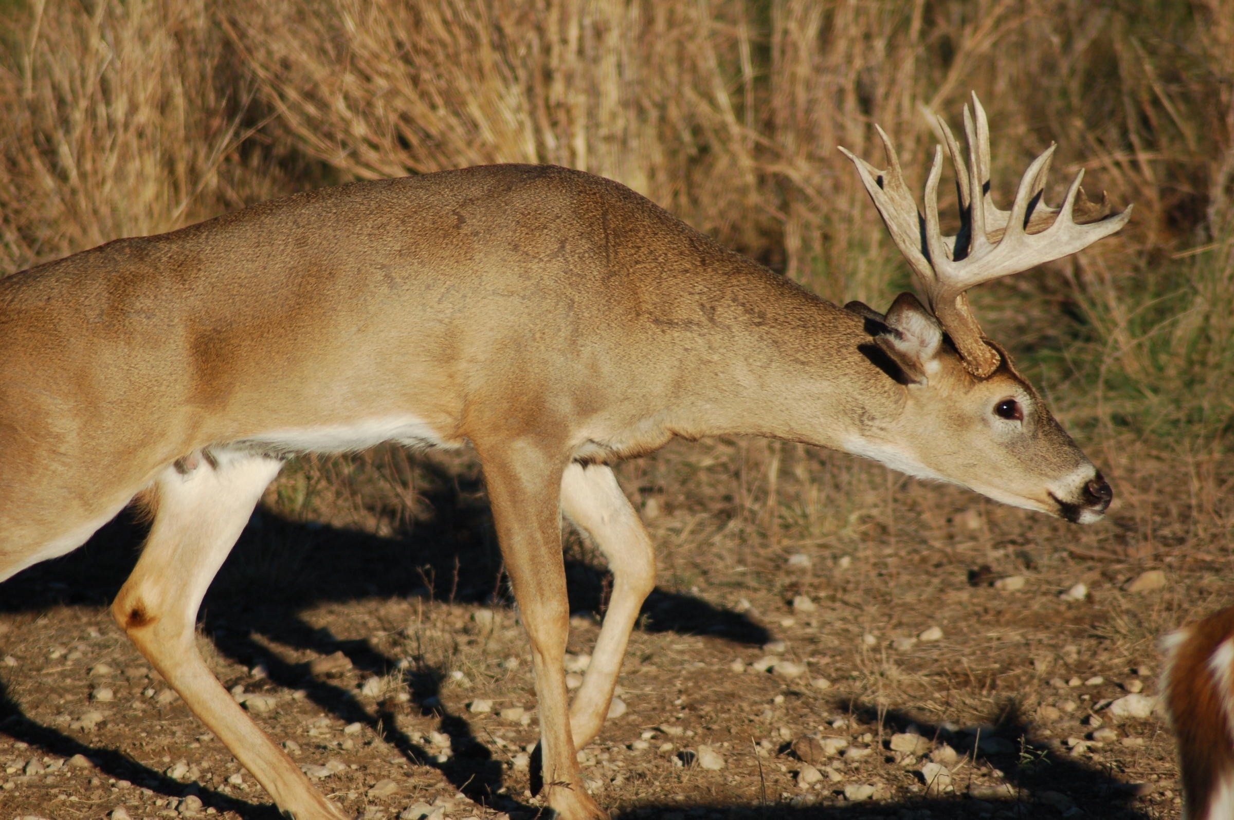 Luke On The Trail In West Texas | 88.9 Ketr  Texas Deer Rut Dates