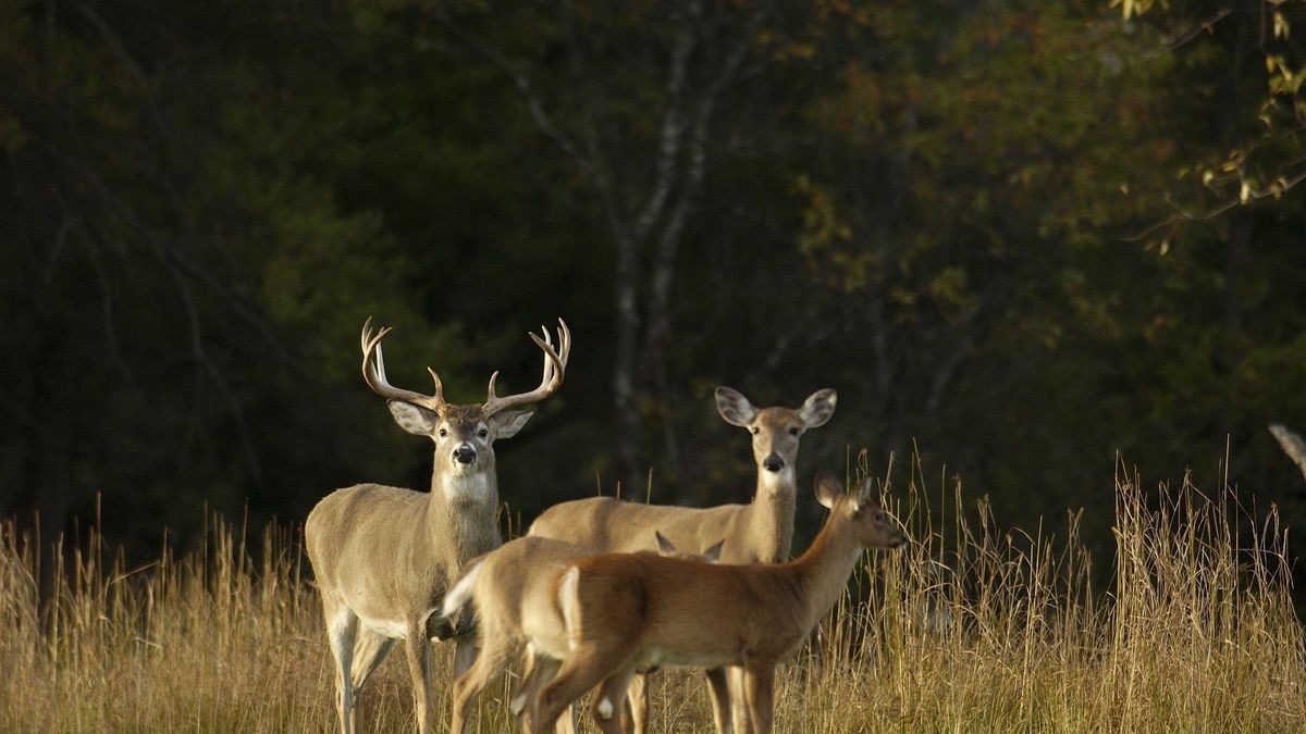 Michigan Dnr Proposing Deer Hunting Changes For 2021 Season  2021 Michigan Deer Rut