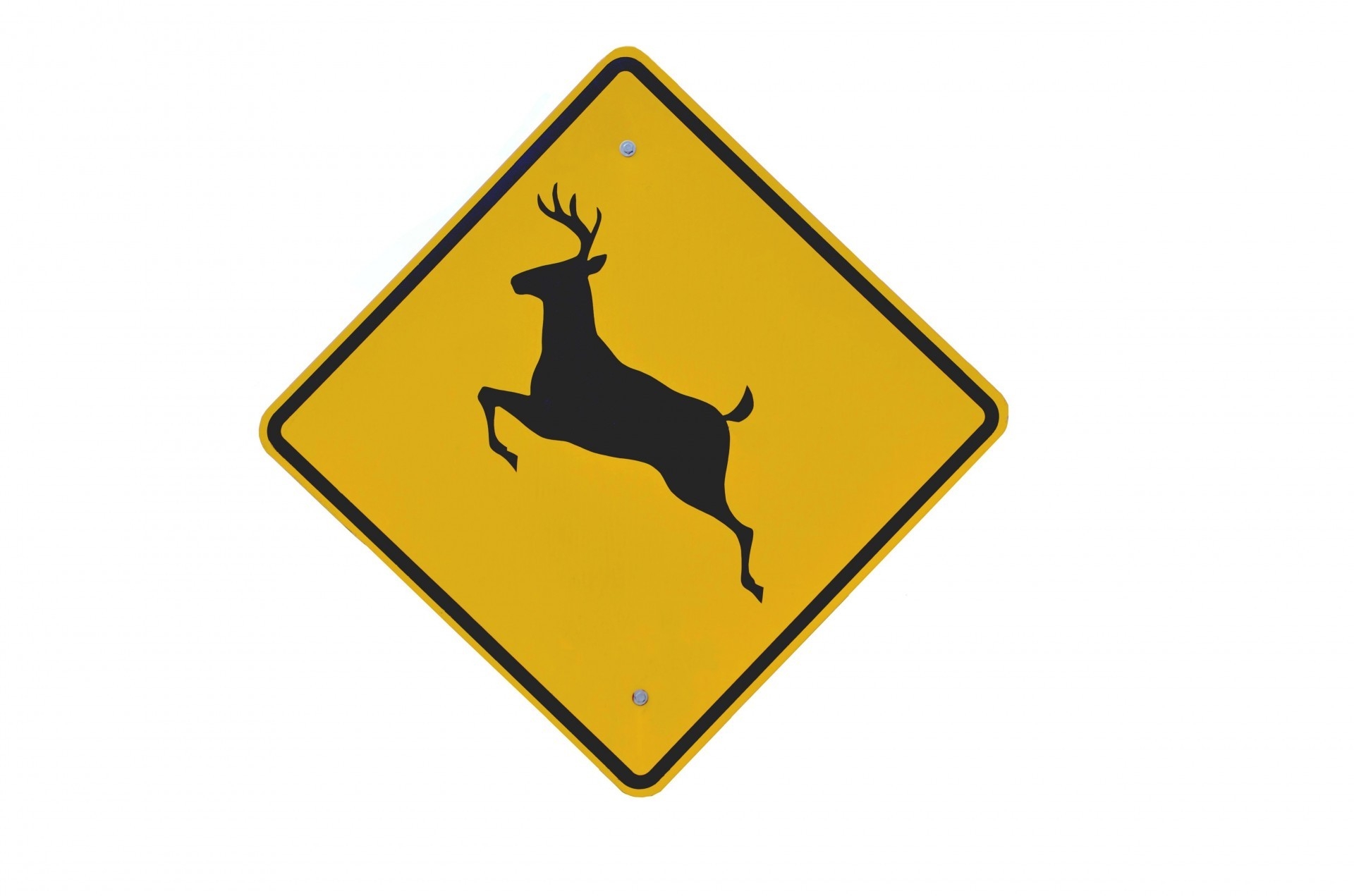 N.j. Officials Warn Drivers To Be Vigilant As Rutting Season  Rut In Nj