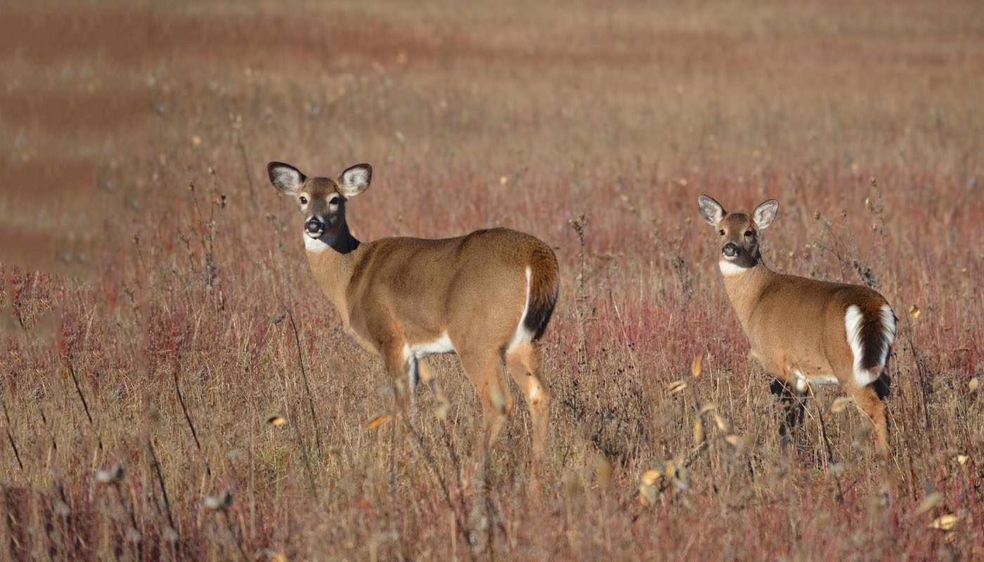 National Deer Association | Nda  Indiana 2021-2021 Whitetail Rut