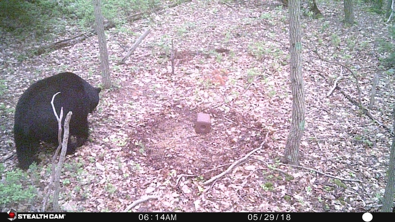 Nj Bear Rut - The Hunting Beast  Rut In Nj