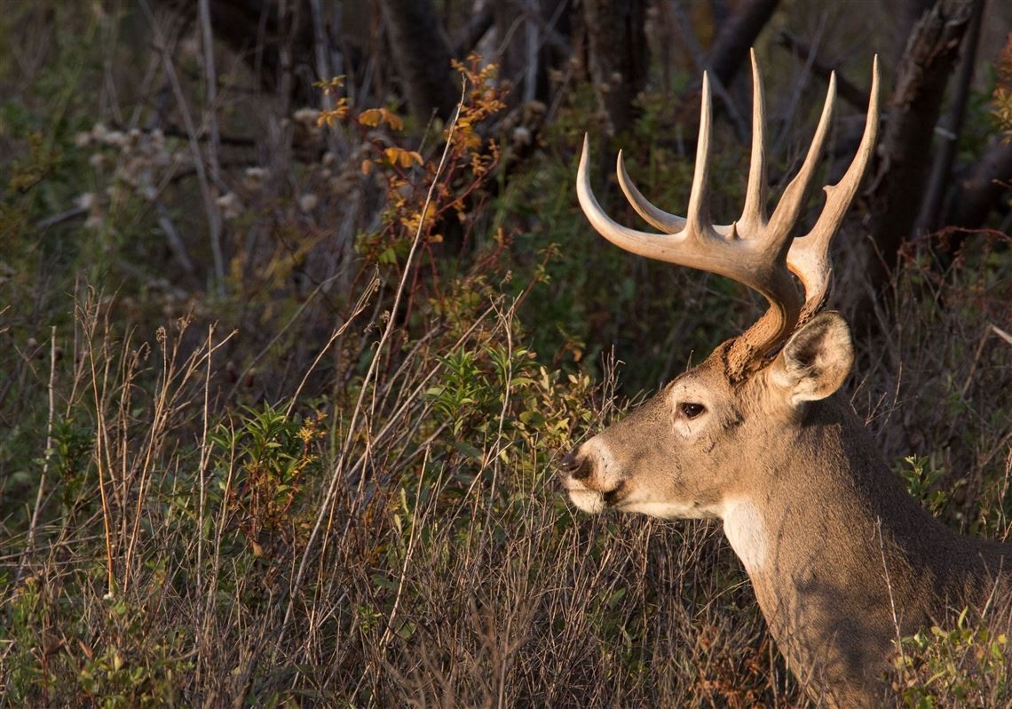Penn State Researcher Defends Deer Antler Point Harvest  Whitetail Deer Rut In Pa