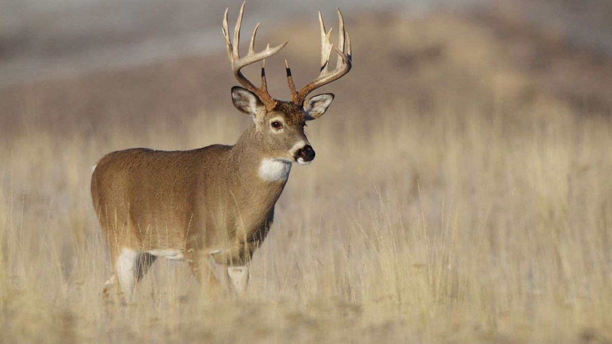 Pennsylvania Hunting Licenses To Go On Sale June 22  When Will The Rut Be In Pa In 2021