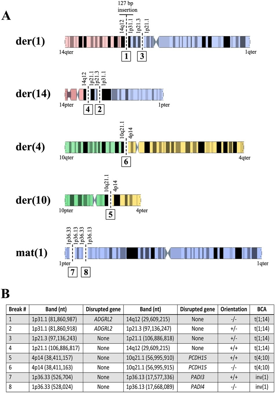 Phenotypic Interpretation Of Complex Chromosomal  Dhss Menu Forms 5 Week Menu Cycle
