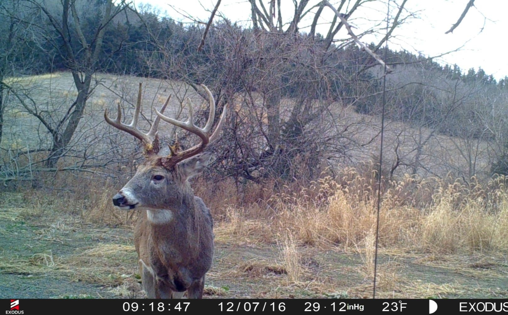 Post Rut Phase Hunting Tactics | Whitetail Habitat Solutions  Mi Bow Hunting The Start Of The Rut