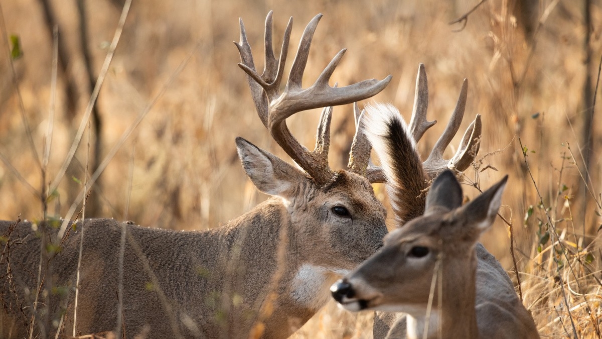 Rut Fresh Report: 11/12 | Meateater Hunting  When Is The Whitetail Rut Expected To Start In Sd