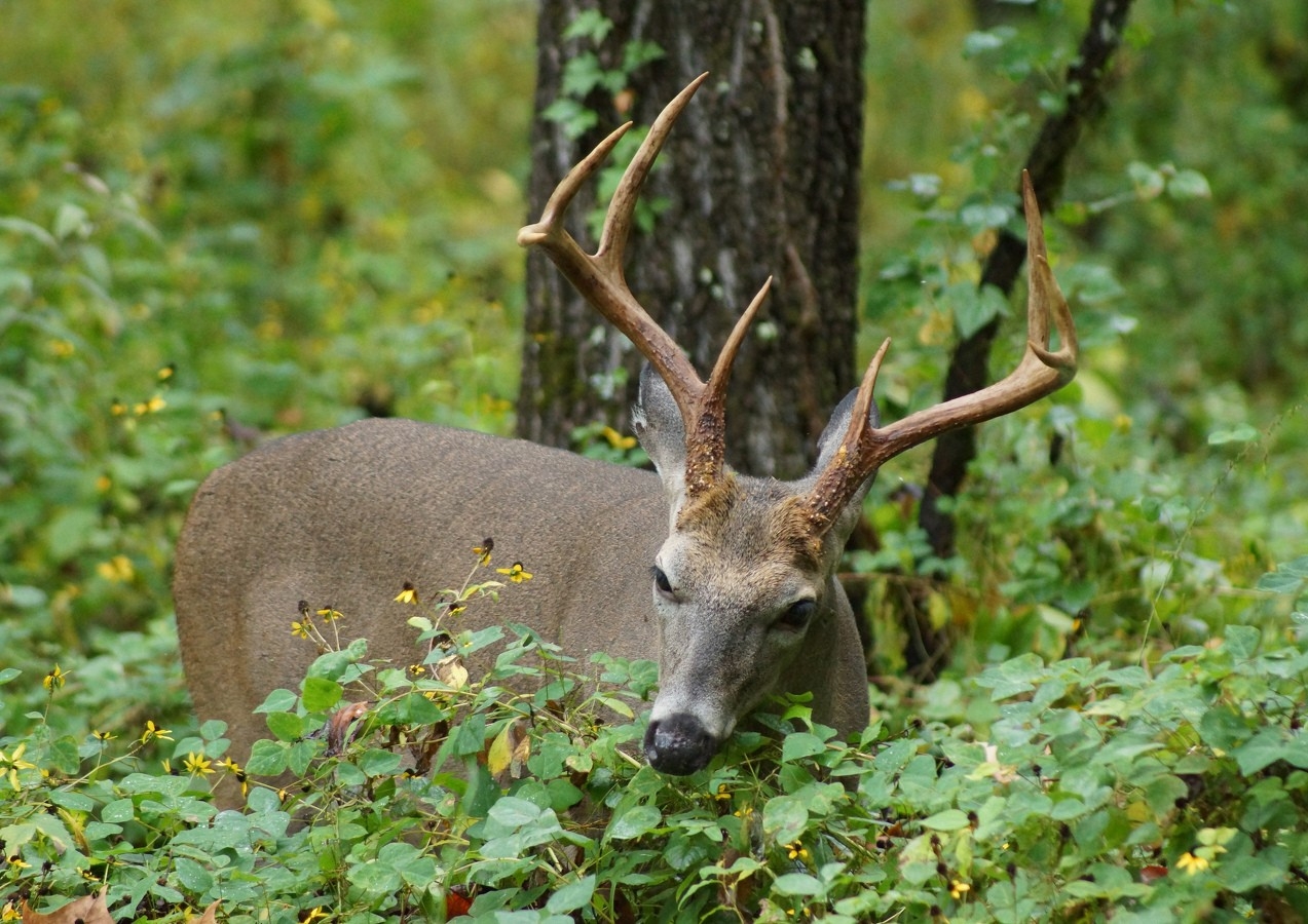 State College, Pa - How Things Have Changed: Archery Hunting  When Is The Deer Rut In Pa For 2021