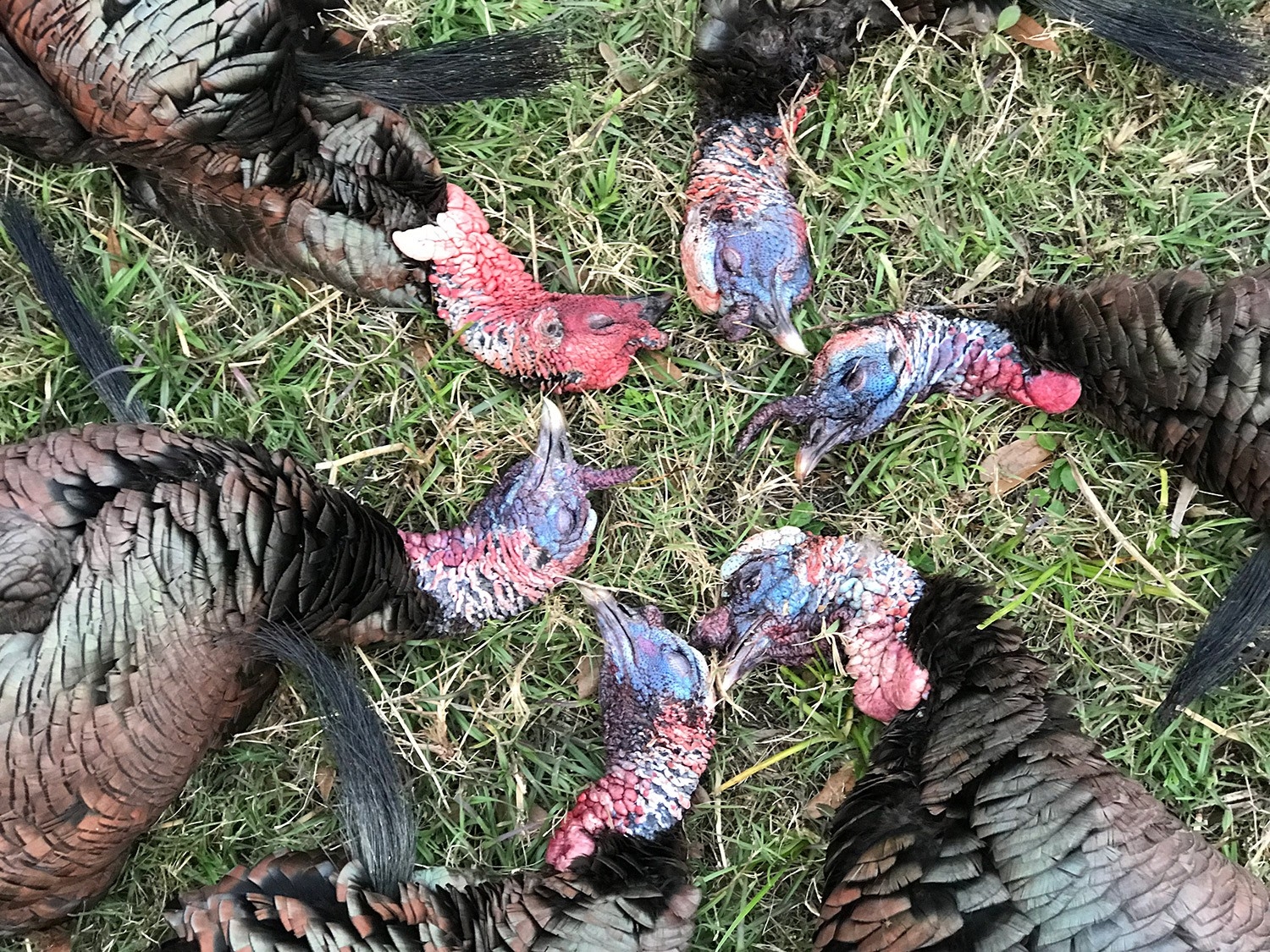 The 2020 Spring Turkey Hunting State-By-State Forecast  Rut Forest For 2021 2021 In Ark