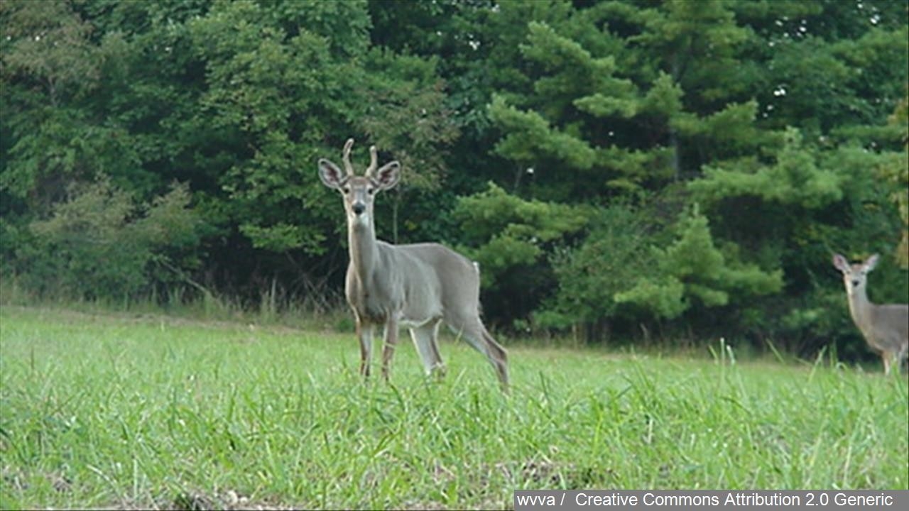 The Dec Wednesday Announced That The Regular 2015 Deer And  Nys Deer Forecast For 3H